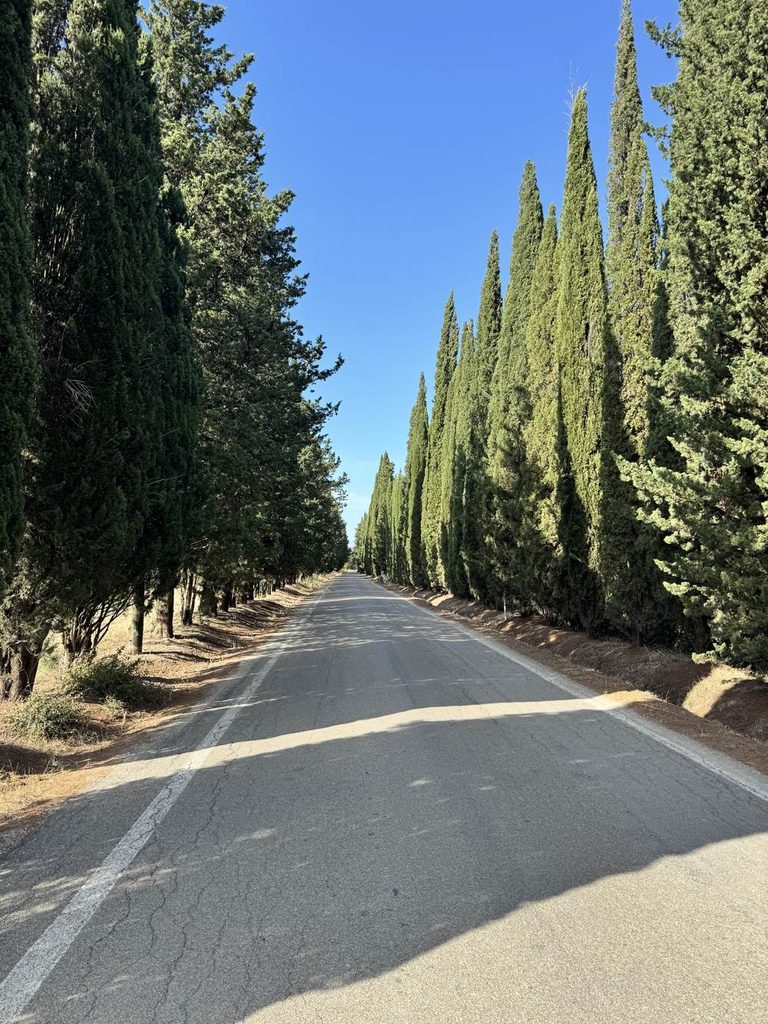 Viale di cipressi tra Certaldo e Pancole, sulla strada verso l'Azienda Cesani